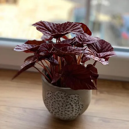 Zofia * דוז'ניקי ז'דרוז'