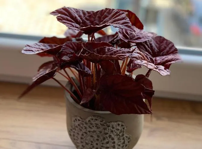 Zofia * ドゥシュニキ・ズドルイ